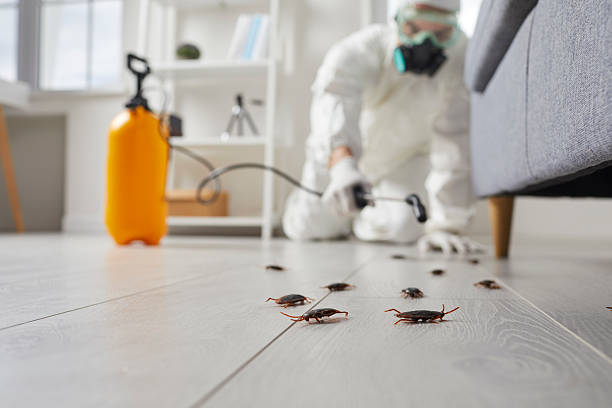 Affordable Termite Control solutions in San Antonio, FL